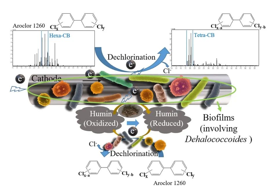 利用海洋微生物的多氯联苯有机持续污染物生物还原脱氯研究