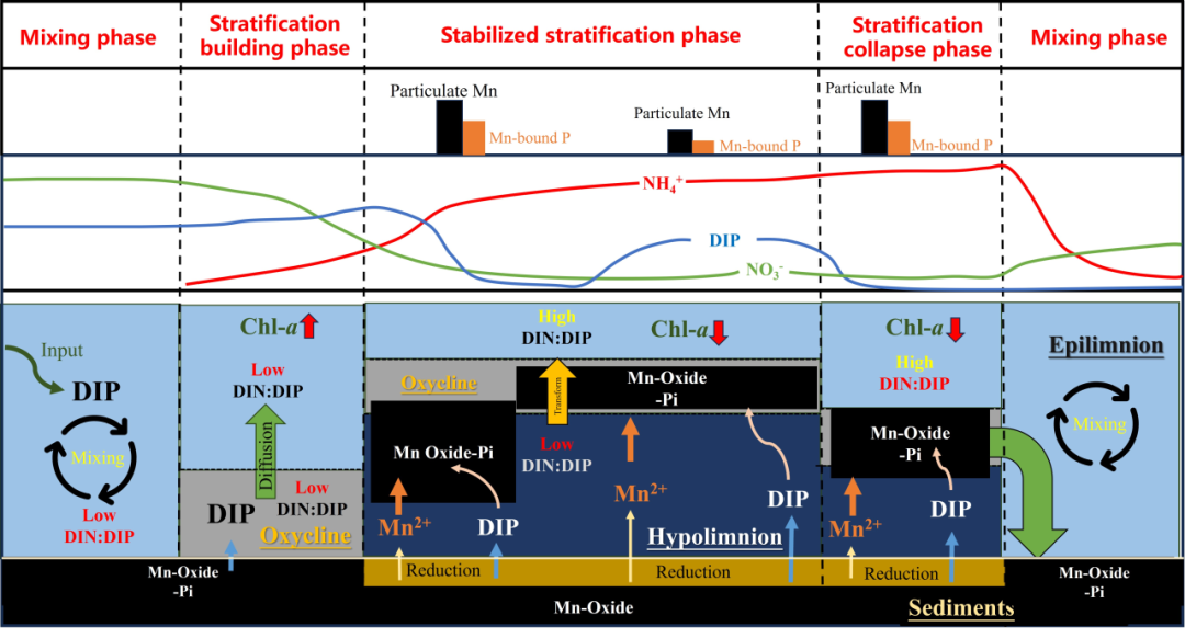 科研进展 | 氮循环研究组揭示锰对季节性层化水库营养盐动态及结构的关键调控作用
