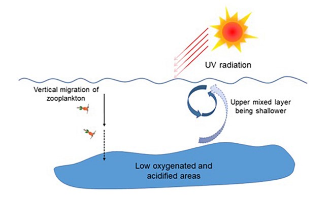 高坤山教授在Frontiers in Marine Science上发表海洋酸化生理生态效应Review