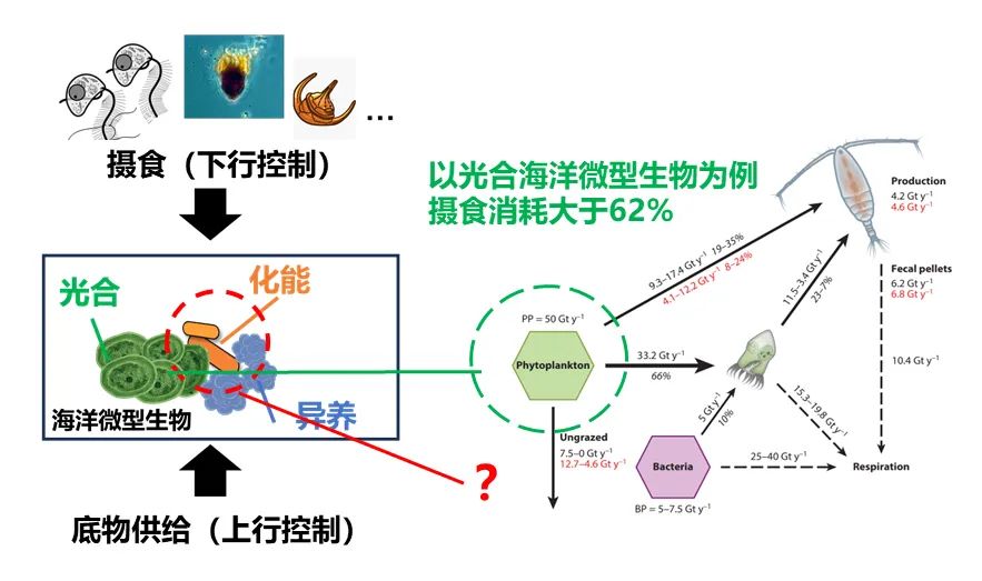 科研进展 | 同位素新技术揭示海洋化能自养硝化微生物受到的来自摄食的下行控制